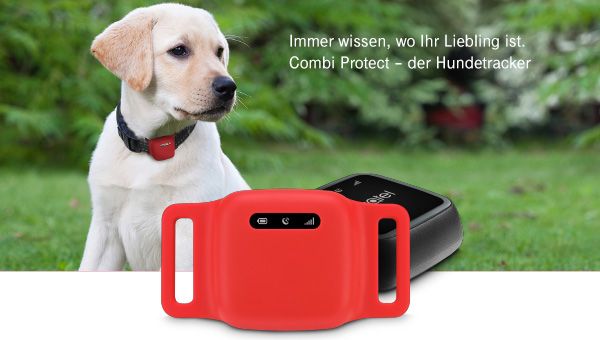 hund-600x340.jpg